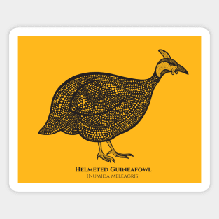 Guineafowl with Common and Scientific Names - bird design Magnet